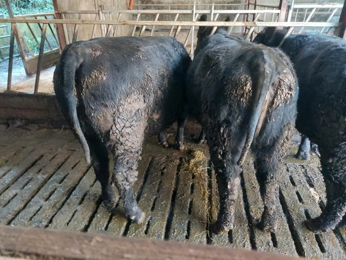 Pedigree incalf Angus heifers. - Image 1