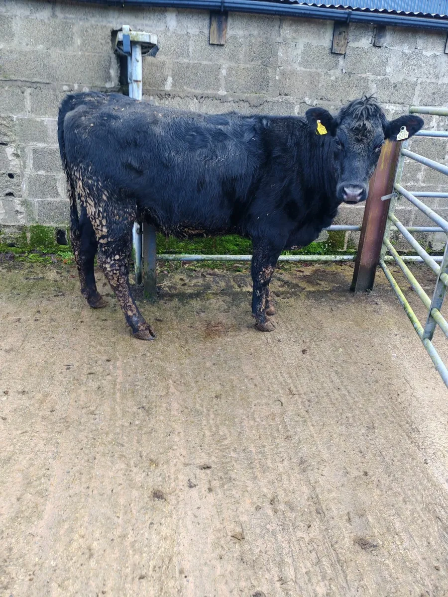 Organic incalf heifer's - Image 1