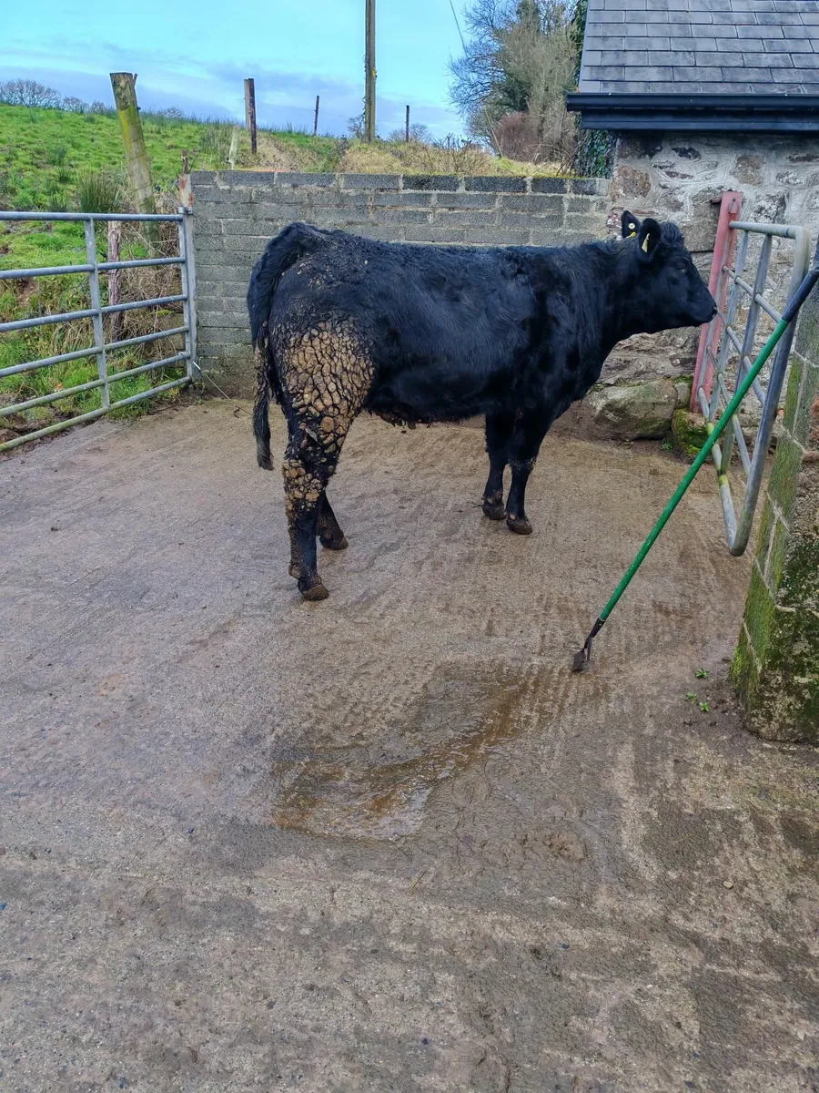 Organic incalf heifer's - Image 2