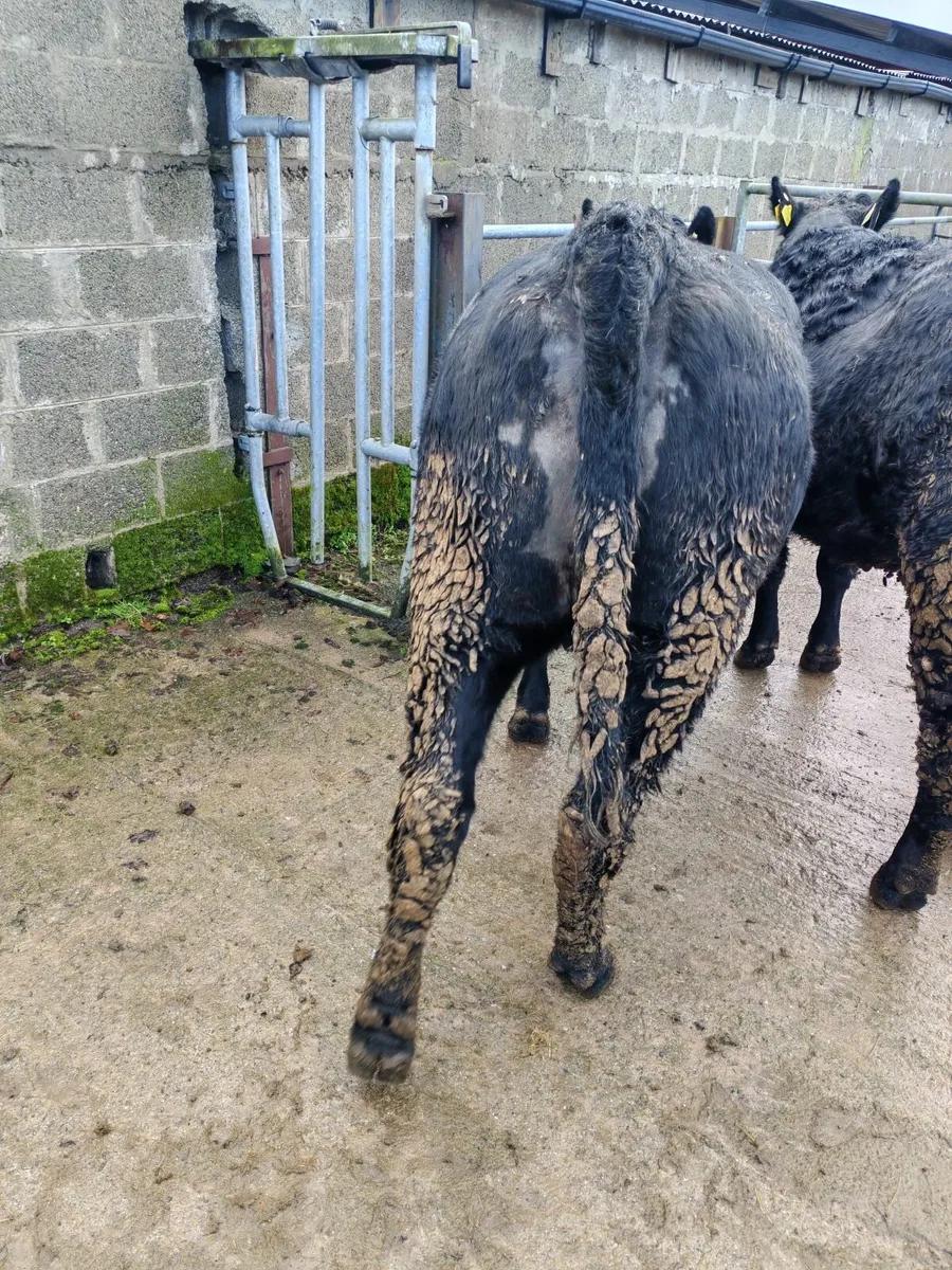 Organic incalf heifer's - Image 3