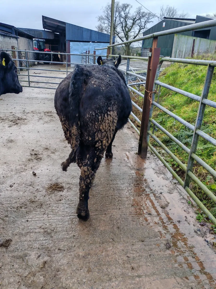 Organic incalf heifer's - Image 4