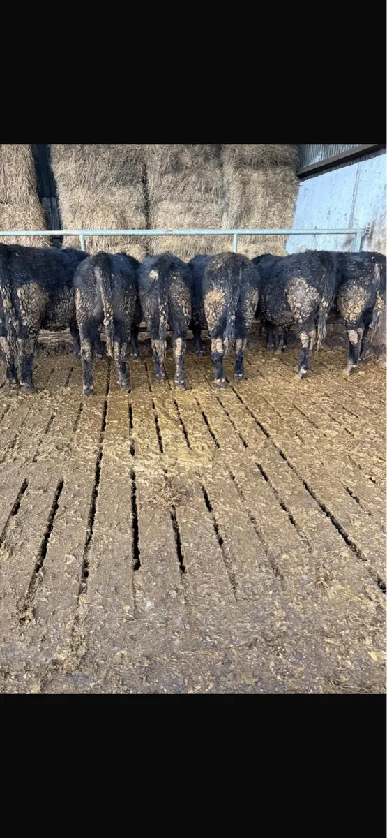 AA heifers - Image 1