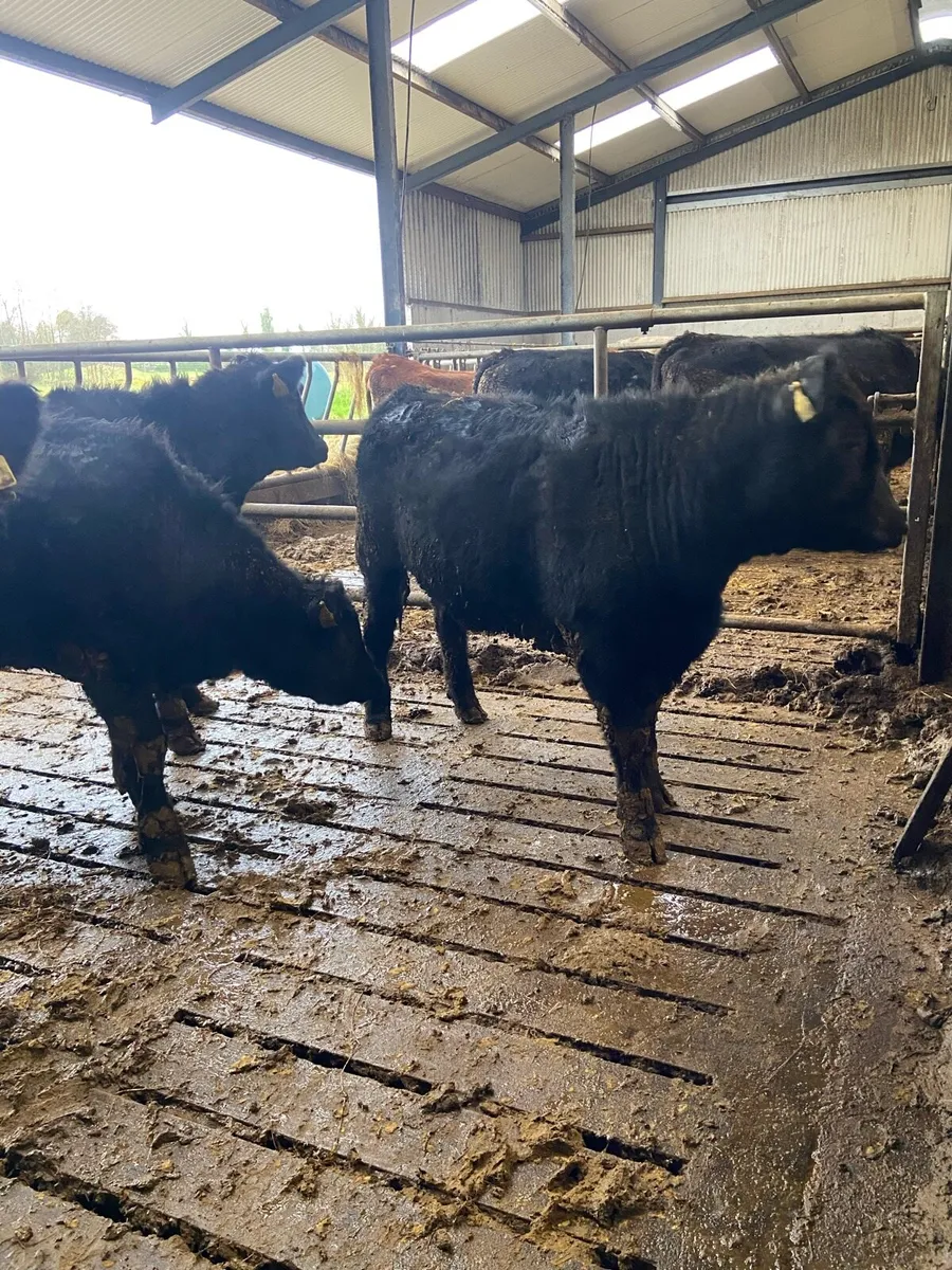 AA heifers - Image 2