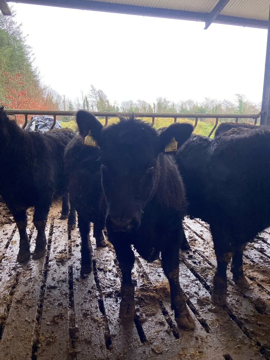 AA heifers - Image 3