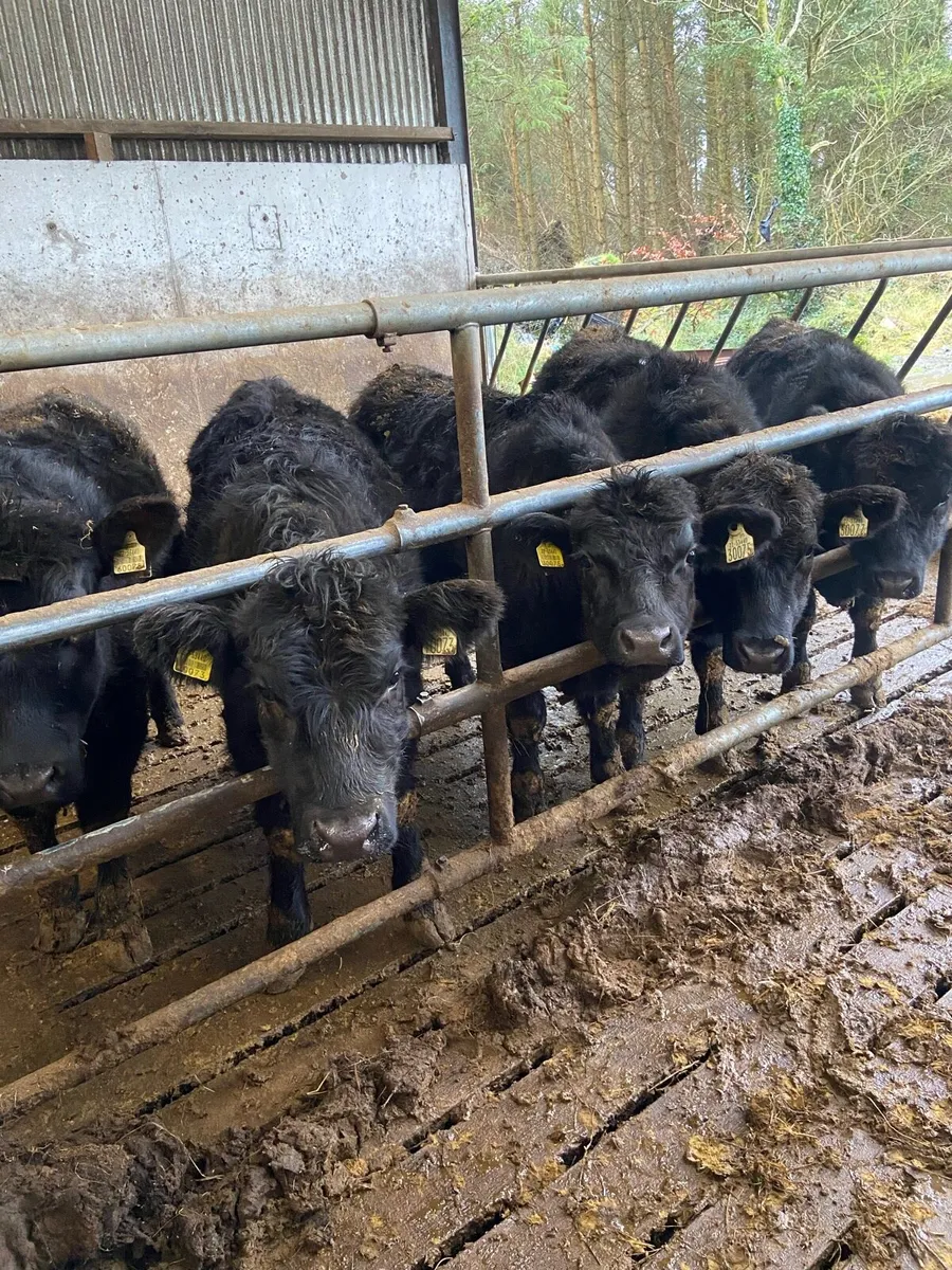 AA heifers - Image 4