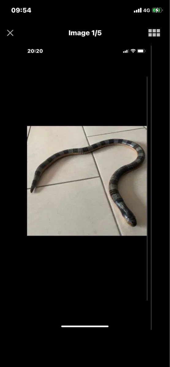 Hand Carved Movement Snake Sculpture - Image 1