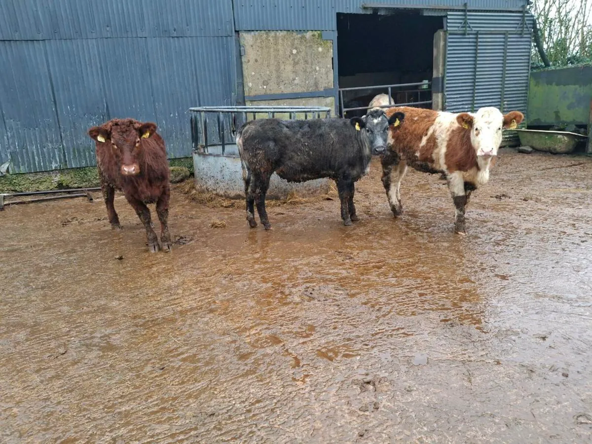 Breeding hf weanlings - Image 1