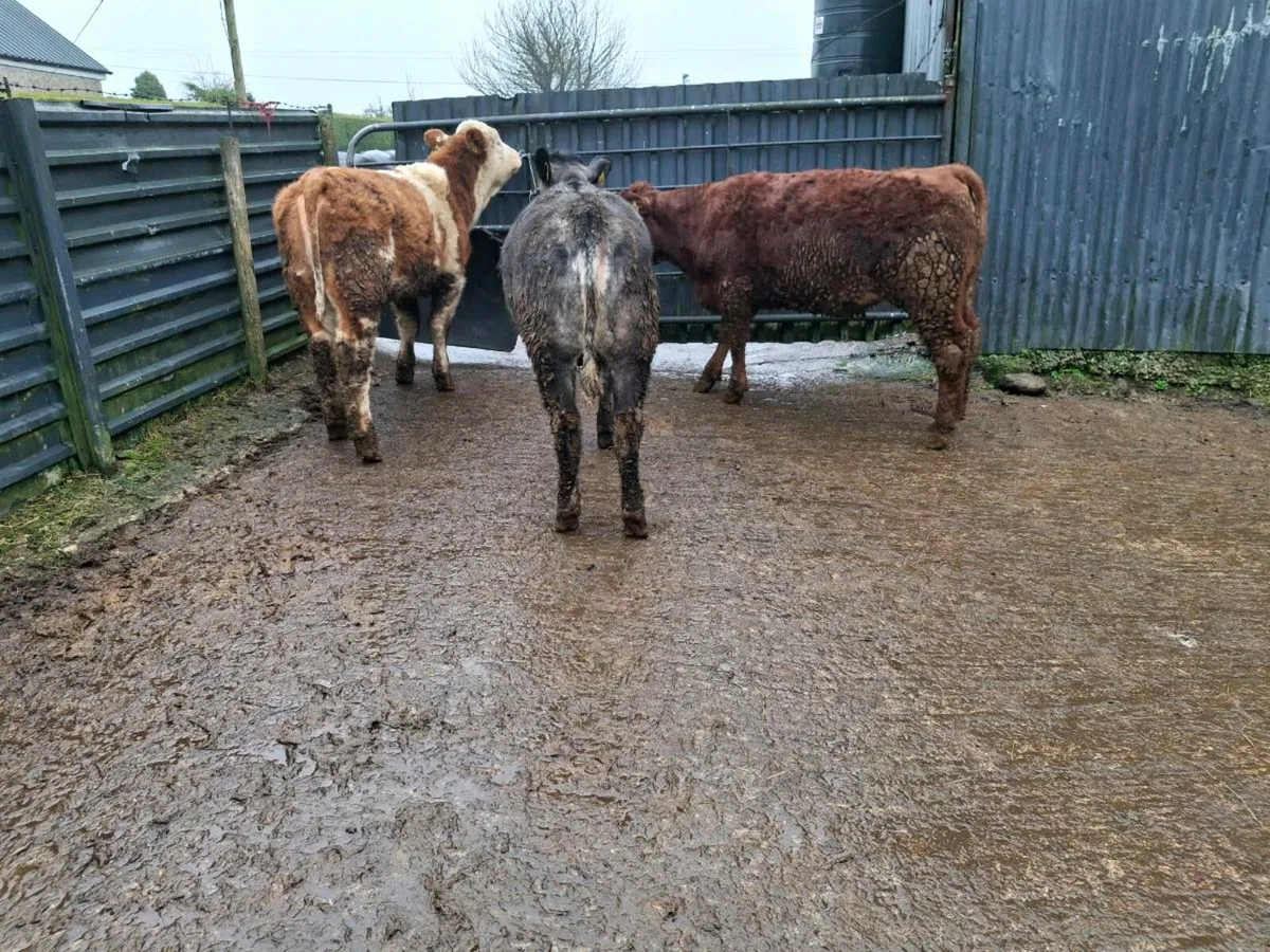 Breeding hf weanlings - Image 4