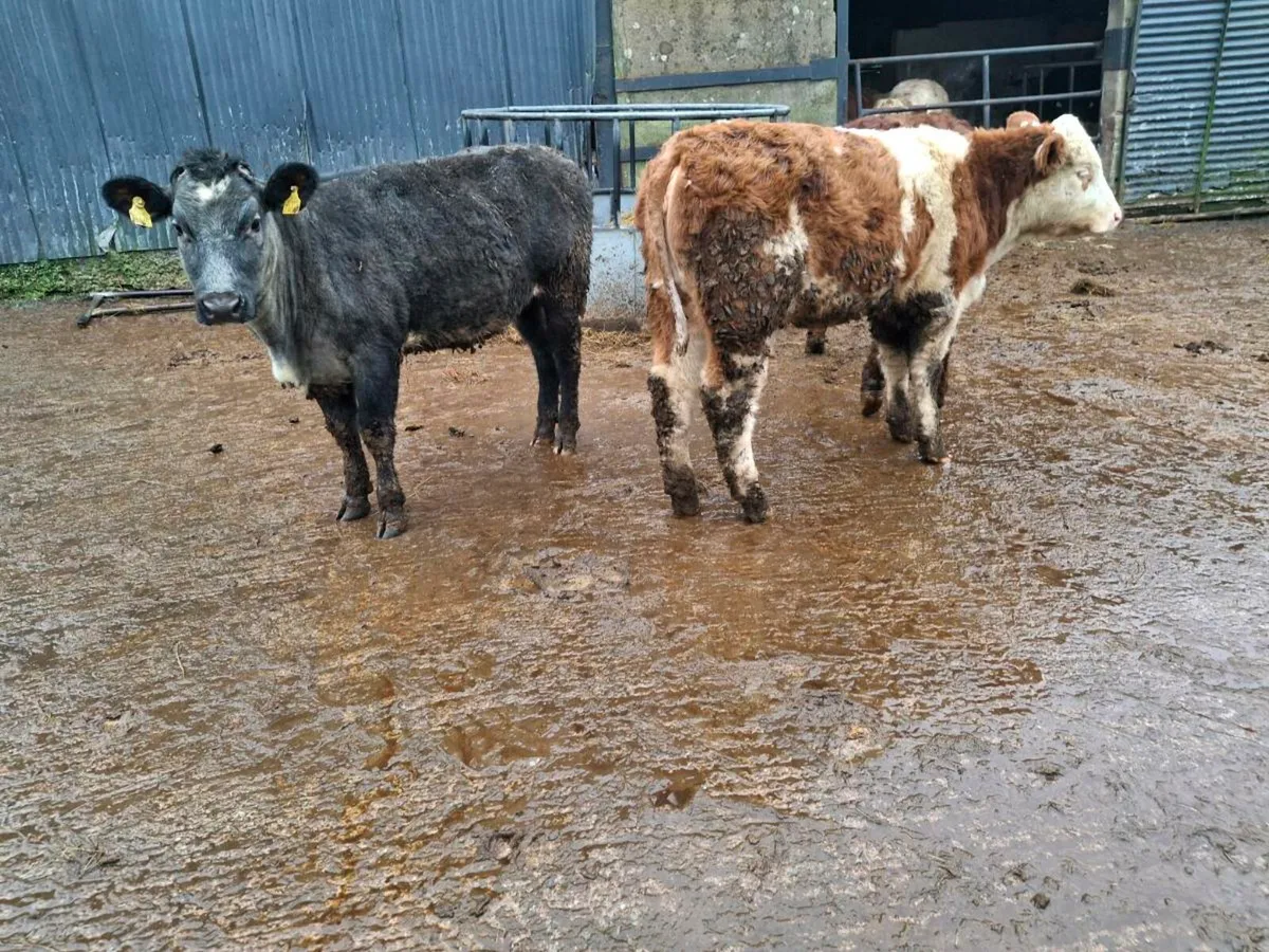 Breeding hf weanlings - Image 3