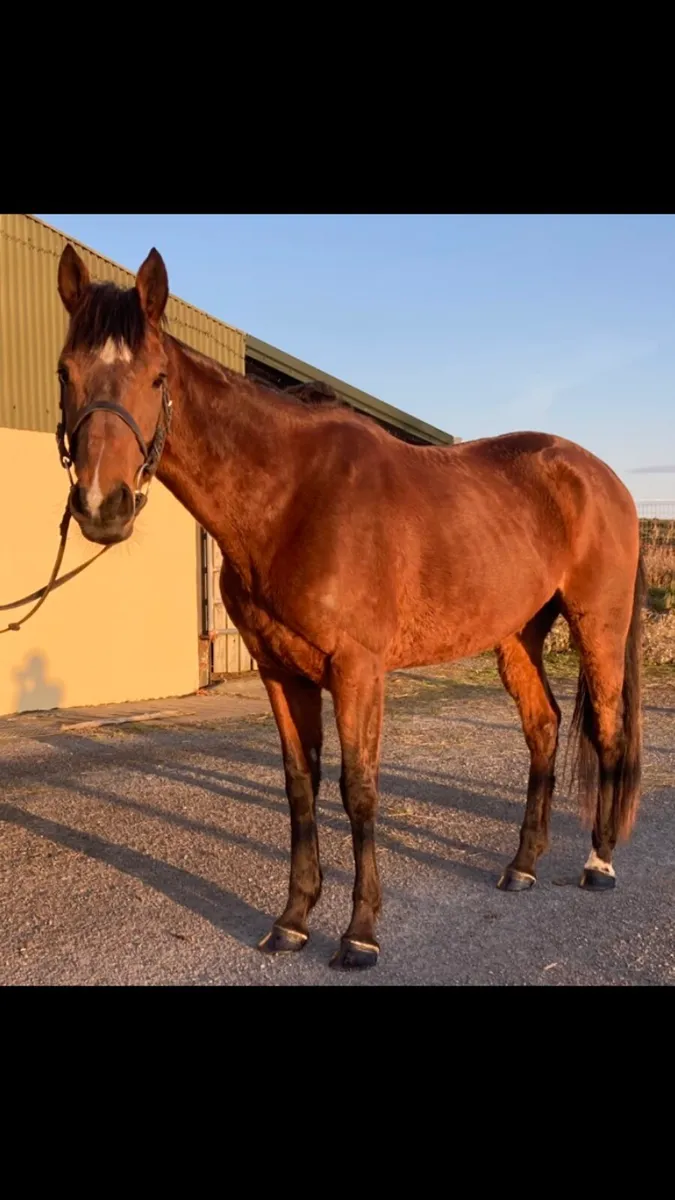 HARZAND Mare - Image 1