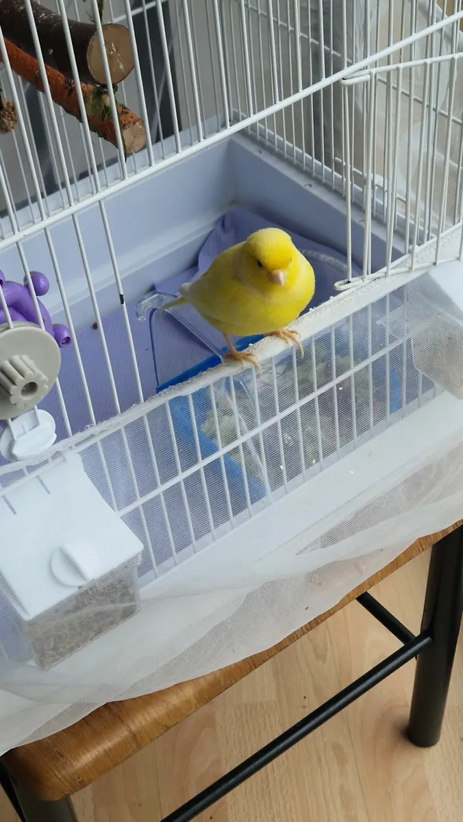 Two Male Canaries - Image 3
