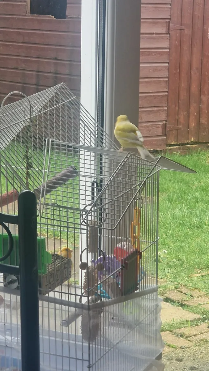 Two Male Canaries - Image 2