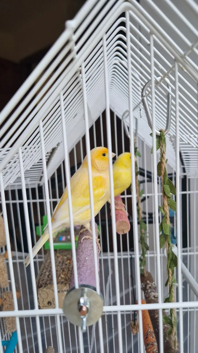Two Male Canaries - Image 1