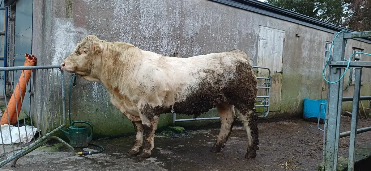 Pedigree Registered Charolais Bull For Sale - Image 1