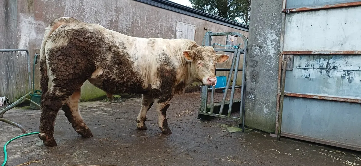 Pedigree Registered Charolais Bull For Sale - Image 2
