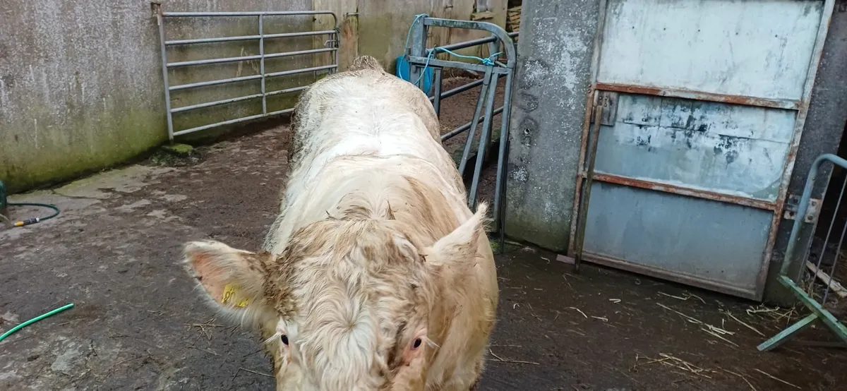 Pedigree Registered Charolais Bull For Sale - Image 3