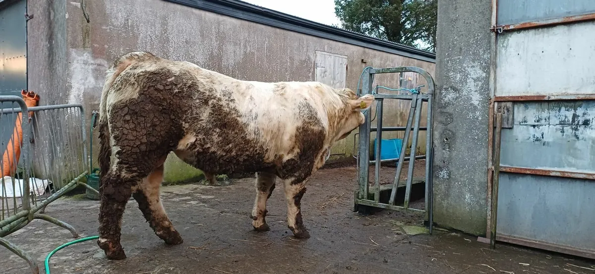 Pedigree Registered Charolais Bull For Sale - Image 4