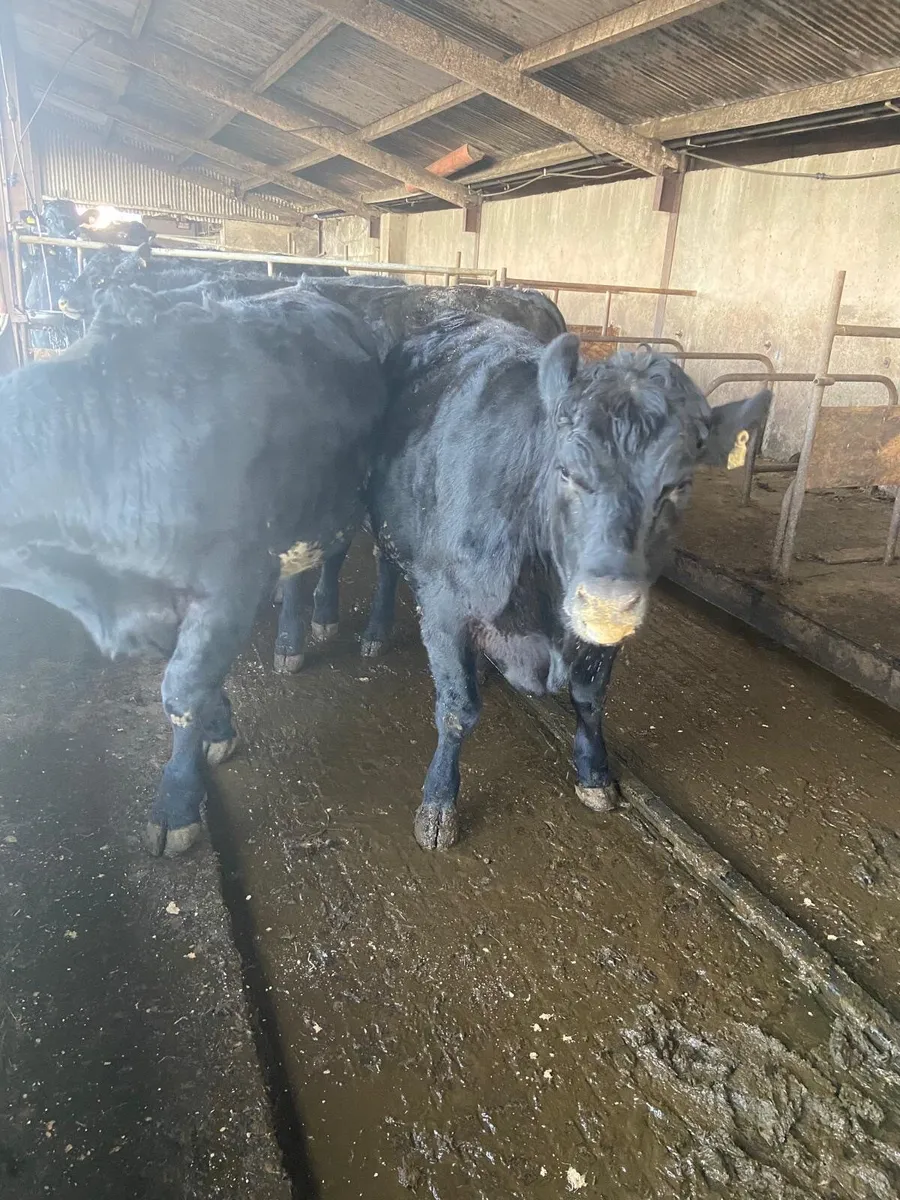 50 Angus heif 15 angus bullock15 Charl h Listowel - Image 2