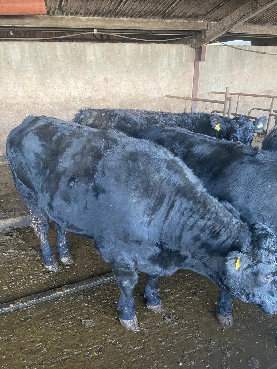 50 Angus heif 15 angus bullock15 Charl h Listowel - Image 3