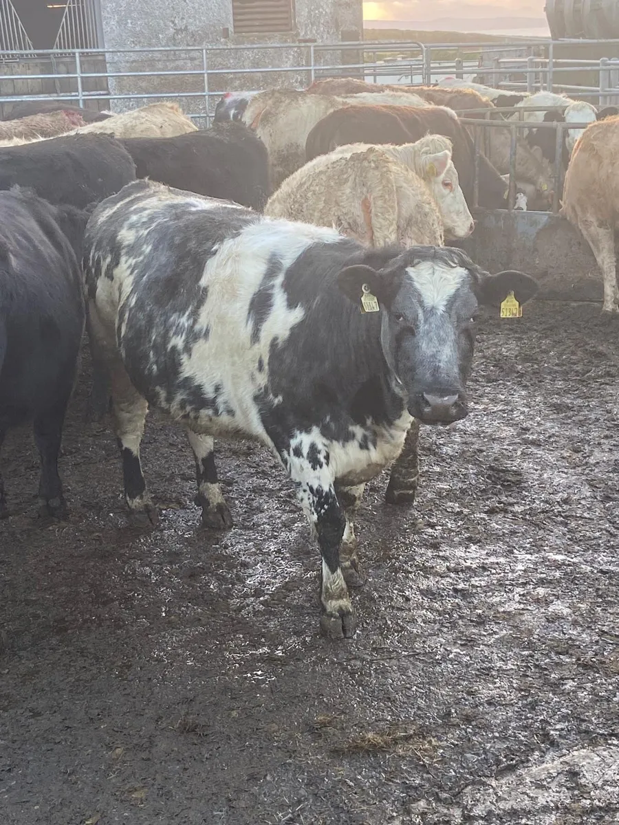 50 Angus heif 15 angus bullock15 Charl h Listowel - Image 1