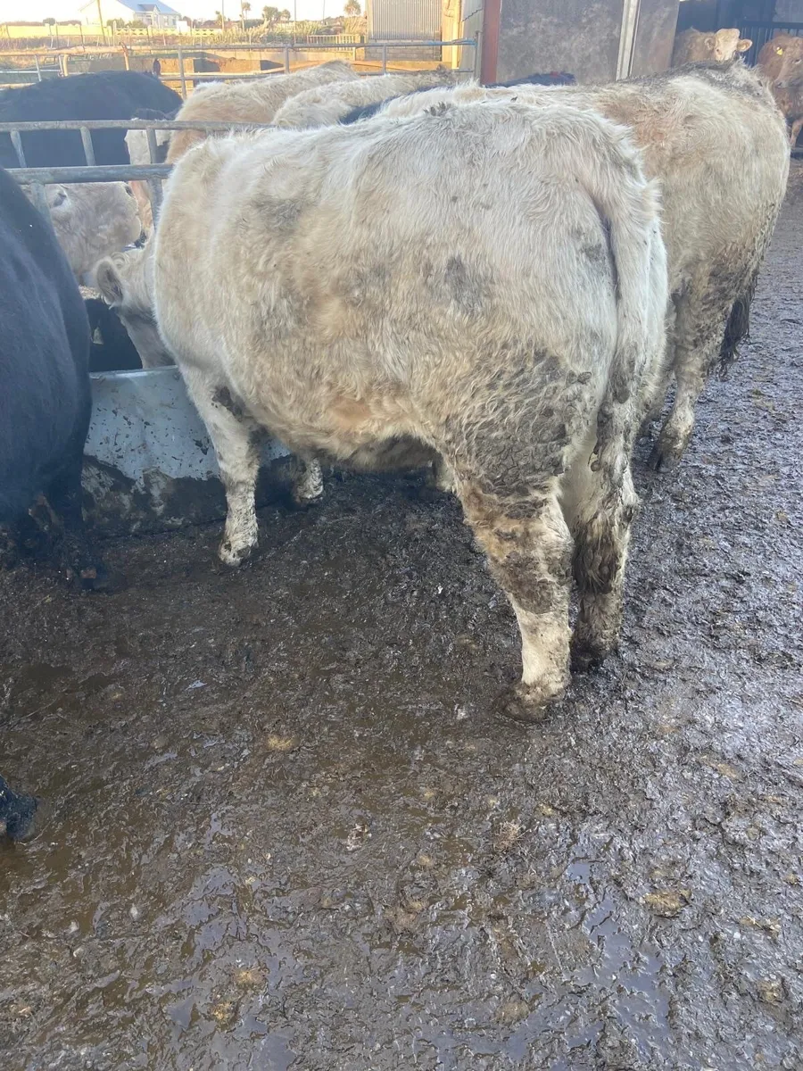 50 Angus heif 15 angus bullock15 Charl h Listowel - Image 4