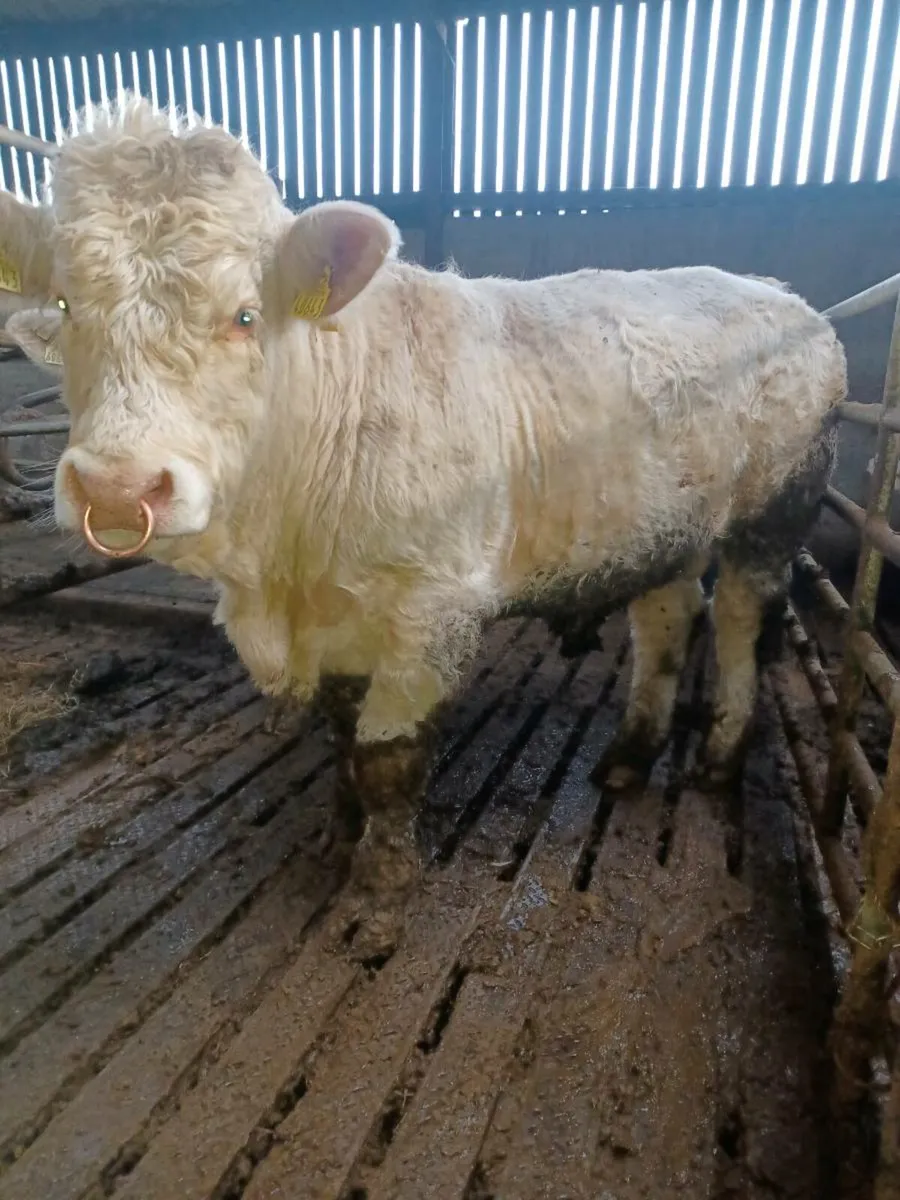 3 pedigree registered charolais bulls - Image 2