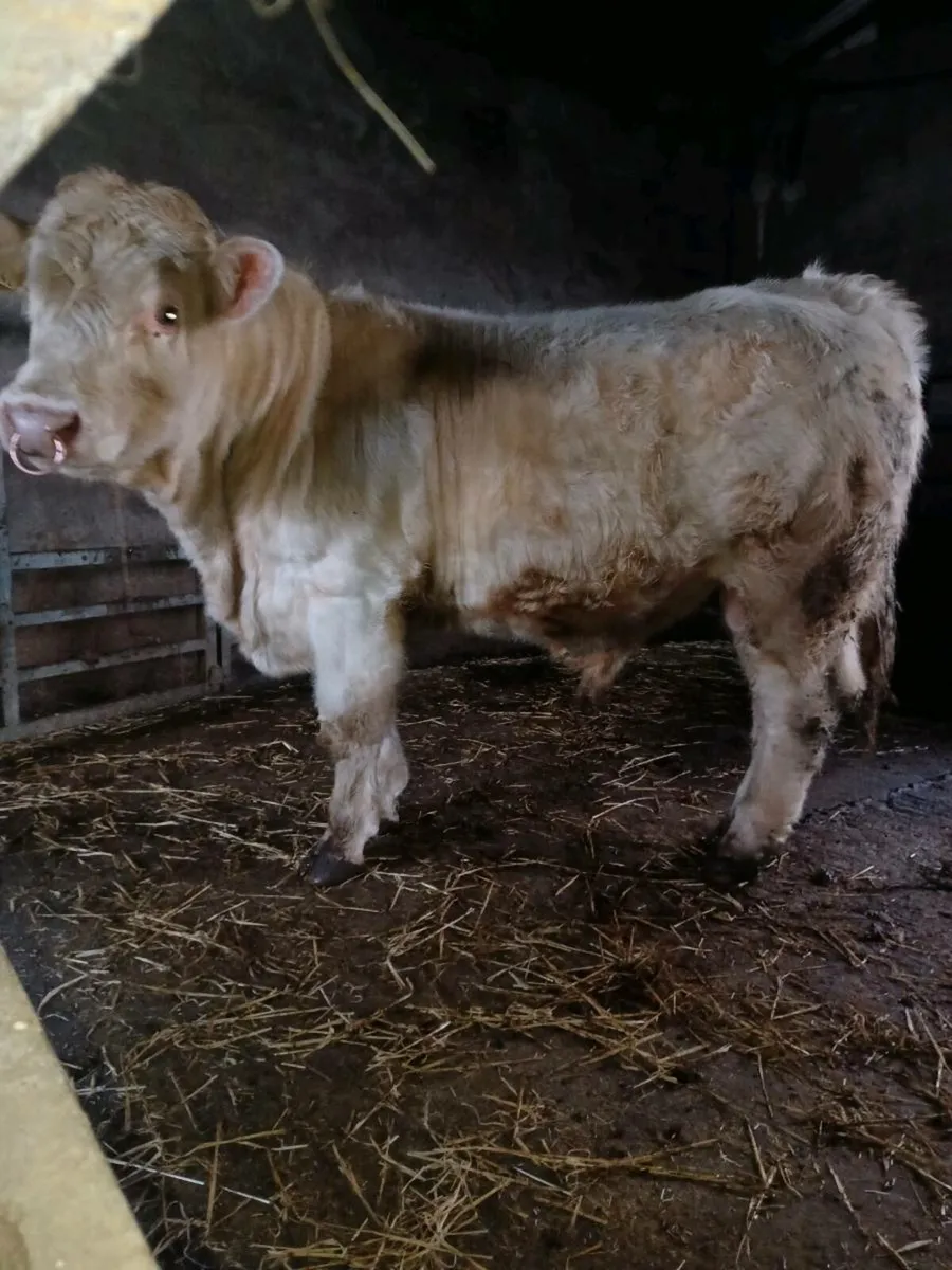 3 pedigree registered charolais bulls - Image 3