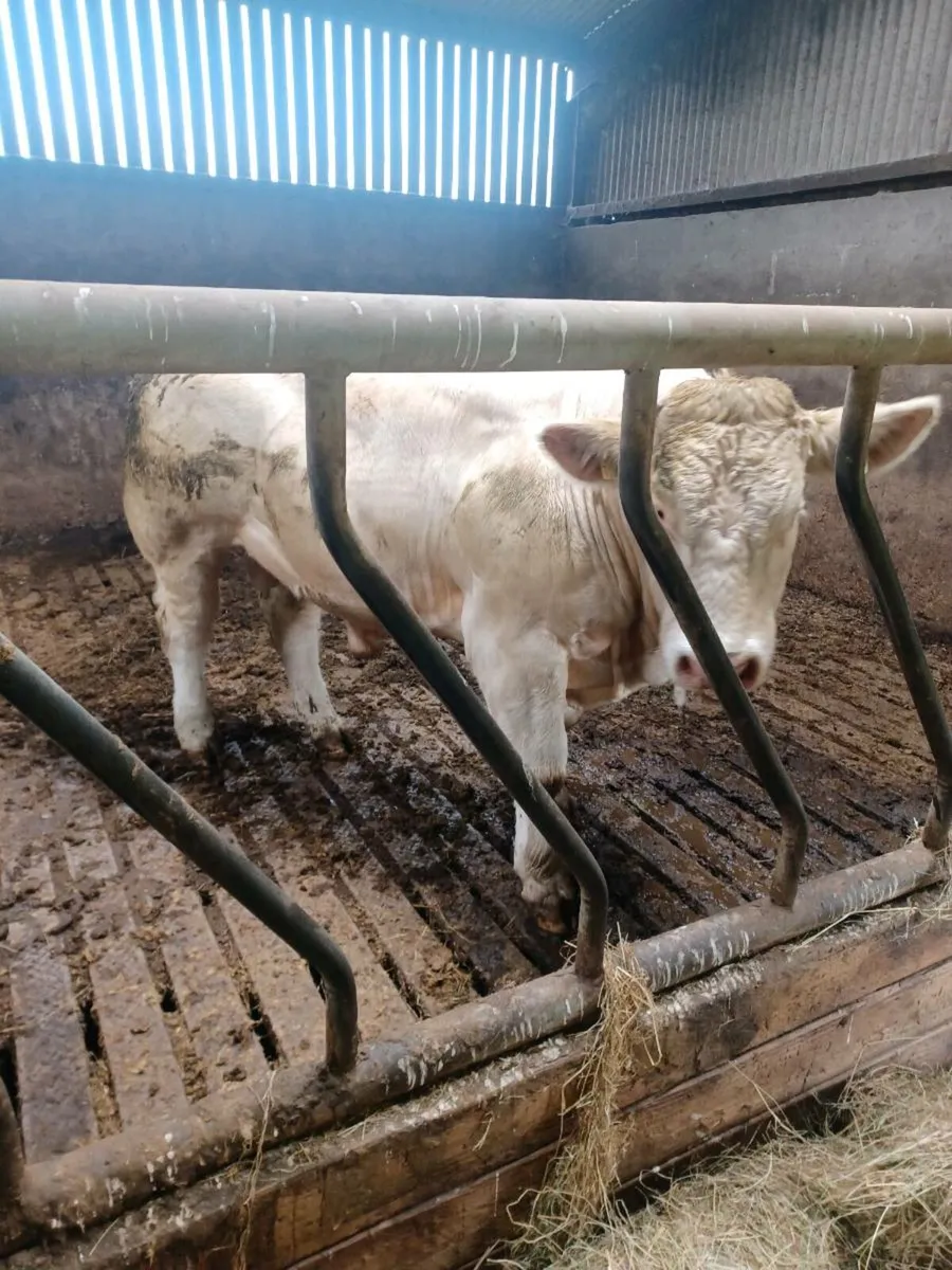 3 pedigree registered charolais bulls - Image 4