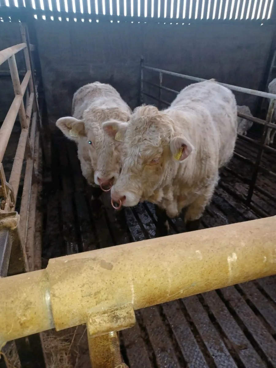3 pedigree registered charolais bulls - Image 1
