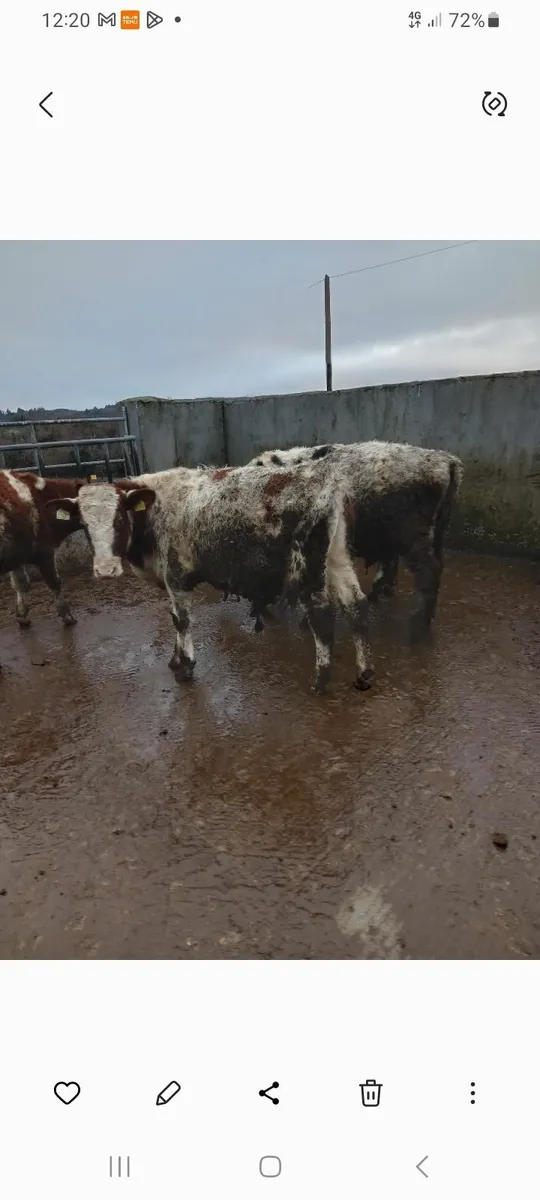 5 shorthorn bullocks - Image 2