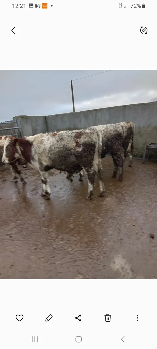 5 shorthorn bullocks - Image 1