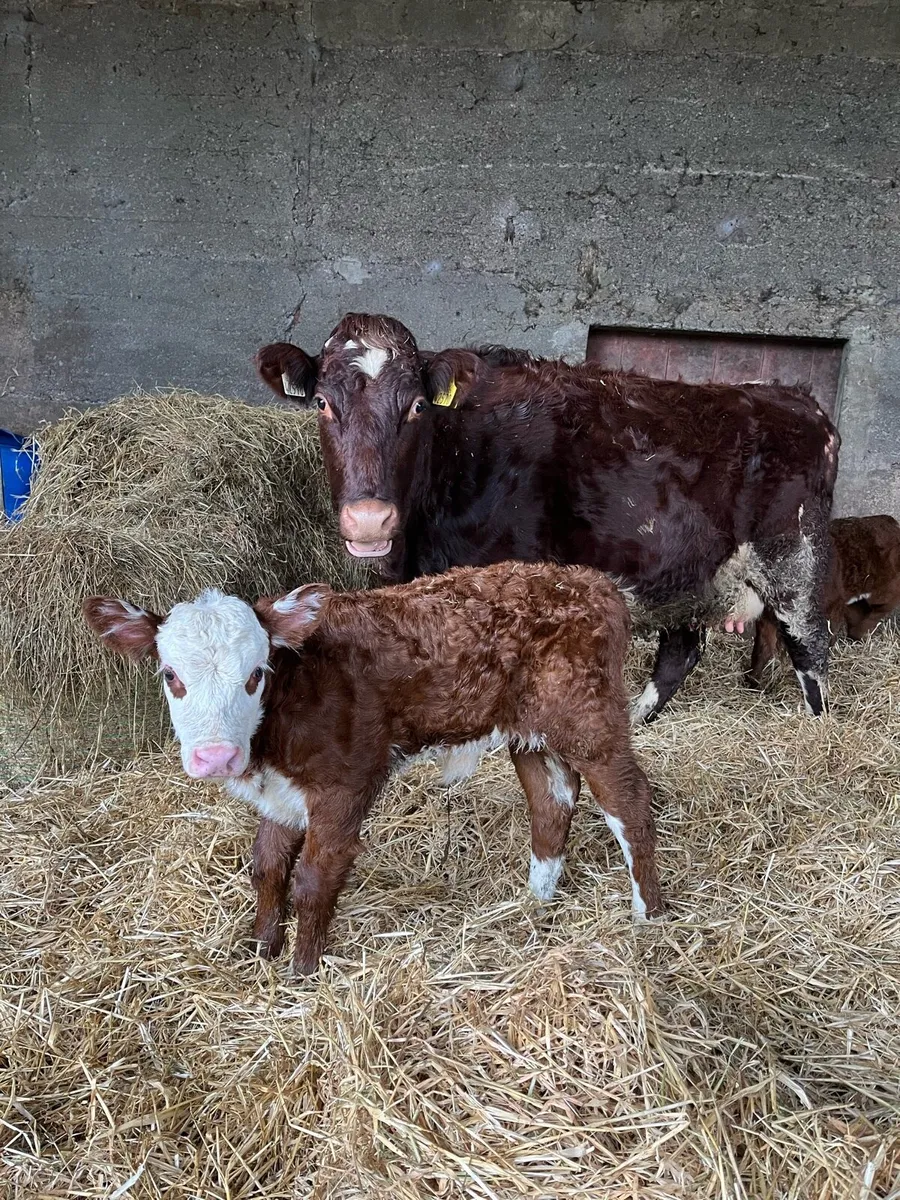 Cow and calf - Image 4