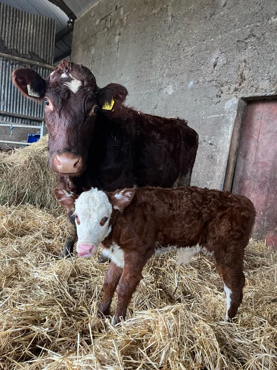 Cow and calf - Image 2