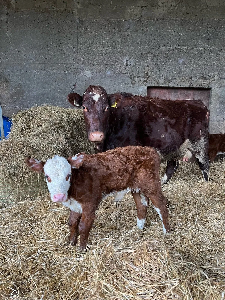 Cow and calf - Image 1