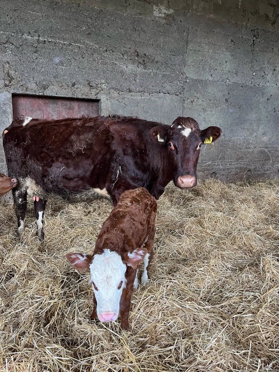 Cow and calf - Image 3