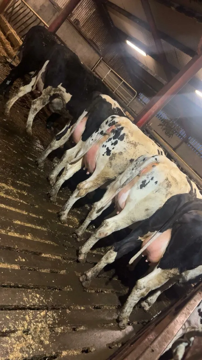 Calved Heifers - Image 2