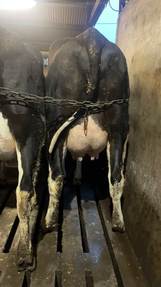 Calved Heifers - Image 3