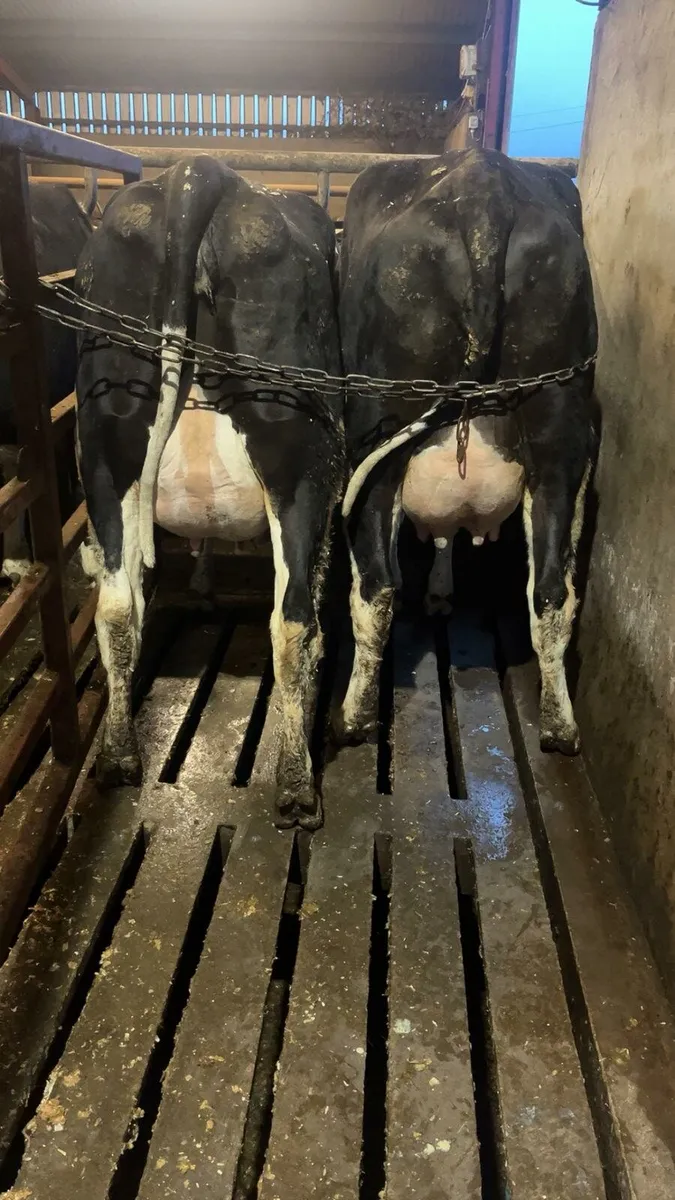 Calved Heifers - Image 4