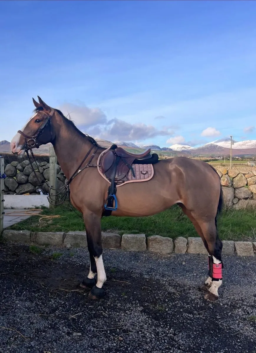 17hh Irish sports mare - Image 1