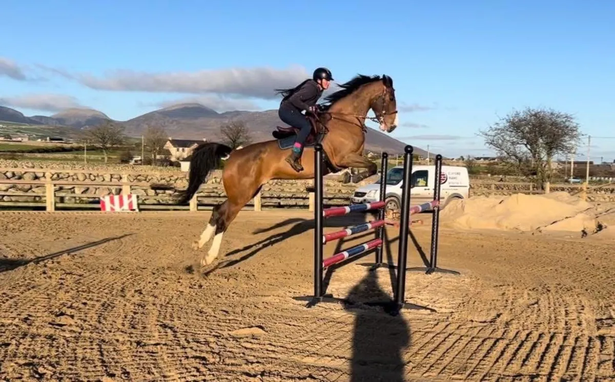 17hh Irish sports mare - Image 2