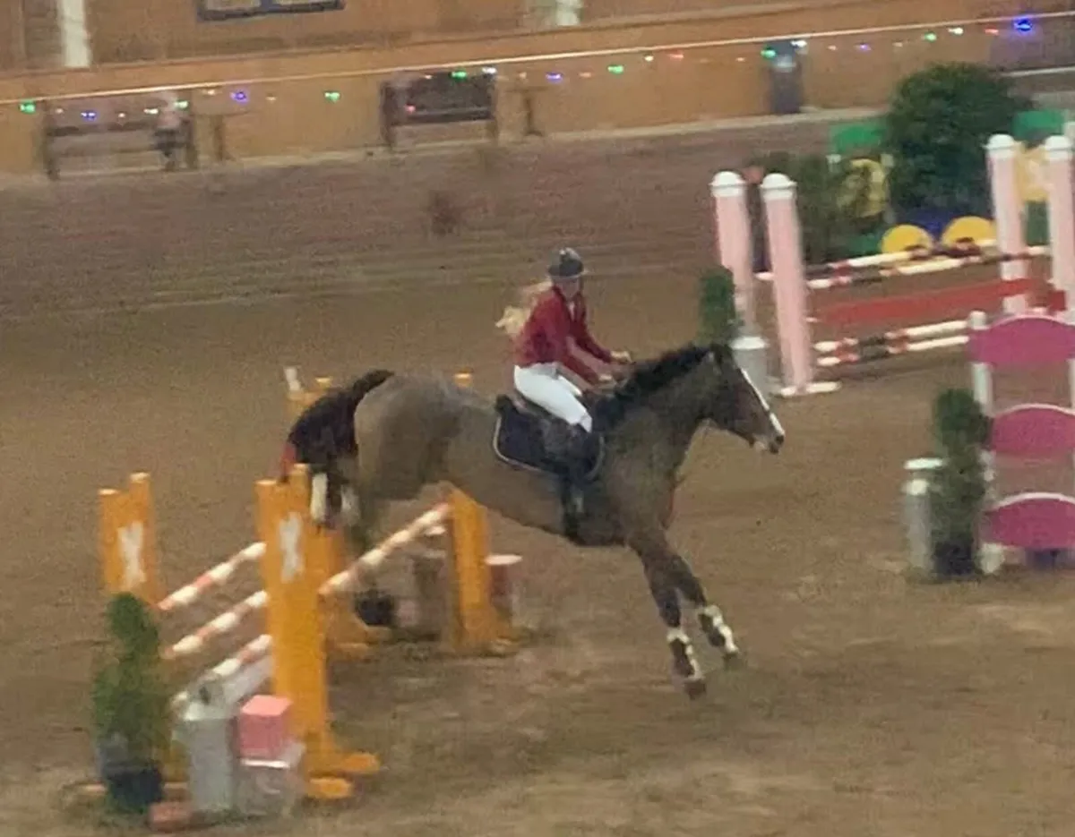 17hh Irish sports mare - Image 3