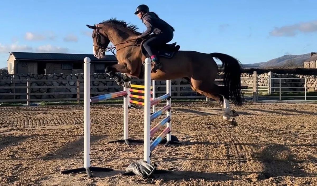 17hh Irish sports mare - Image 4