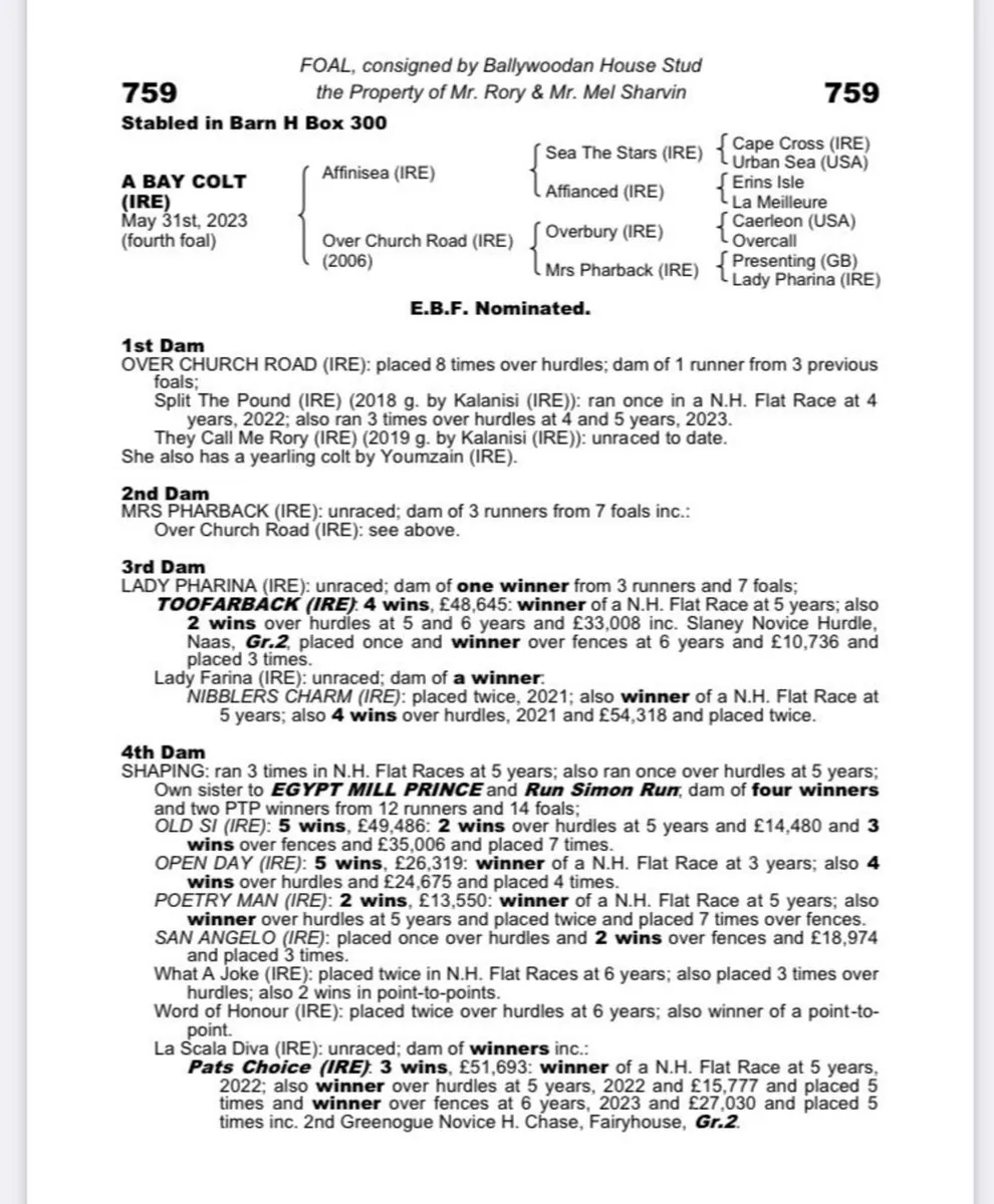 Affinisea 3yr old - Image 4