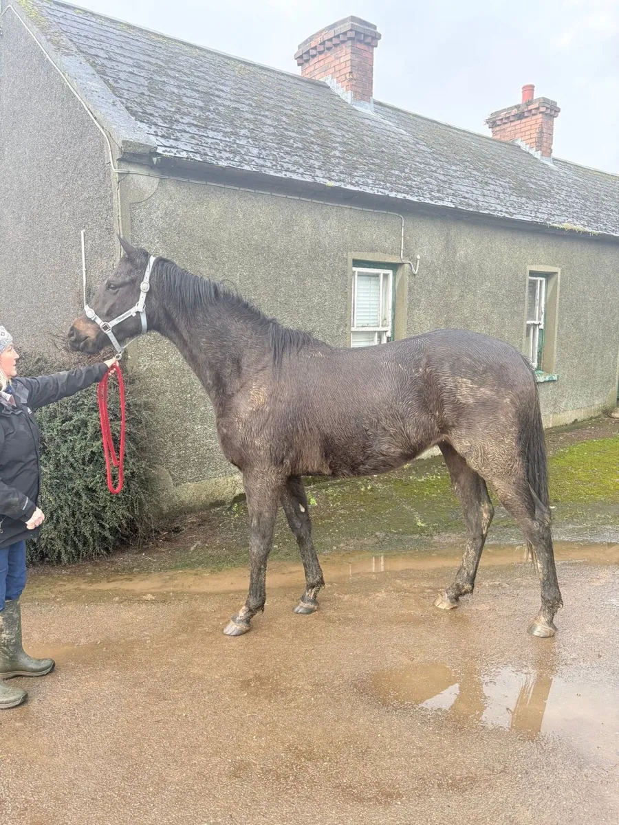 Affinisea 3yr old - Image 1