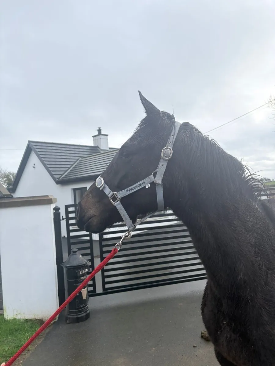 Affinisea 3yr old - Image 2