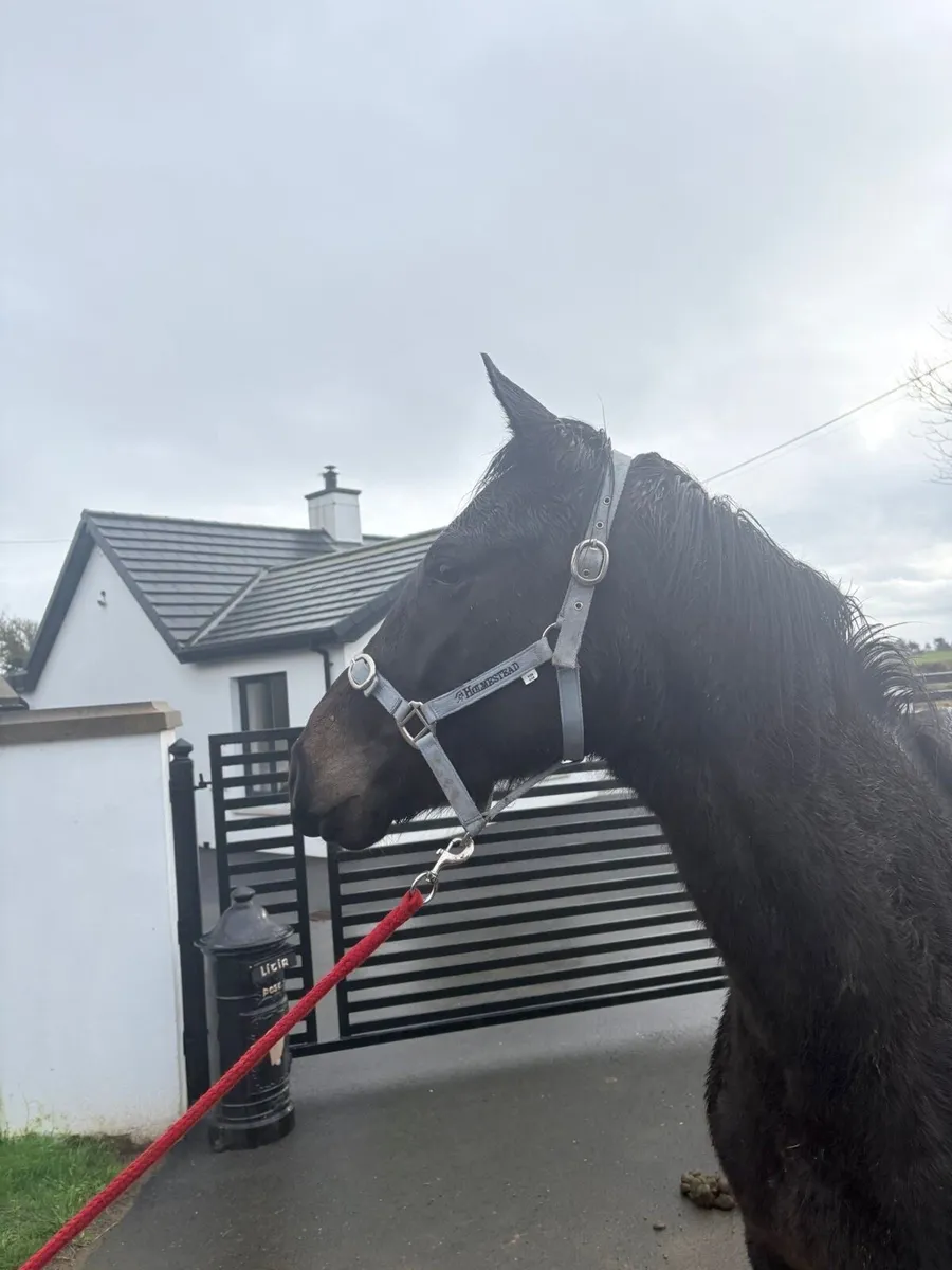 Affinisea 3yr old - Image 3