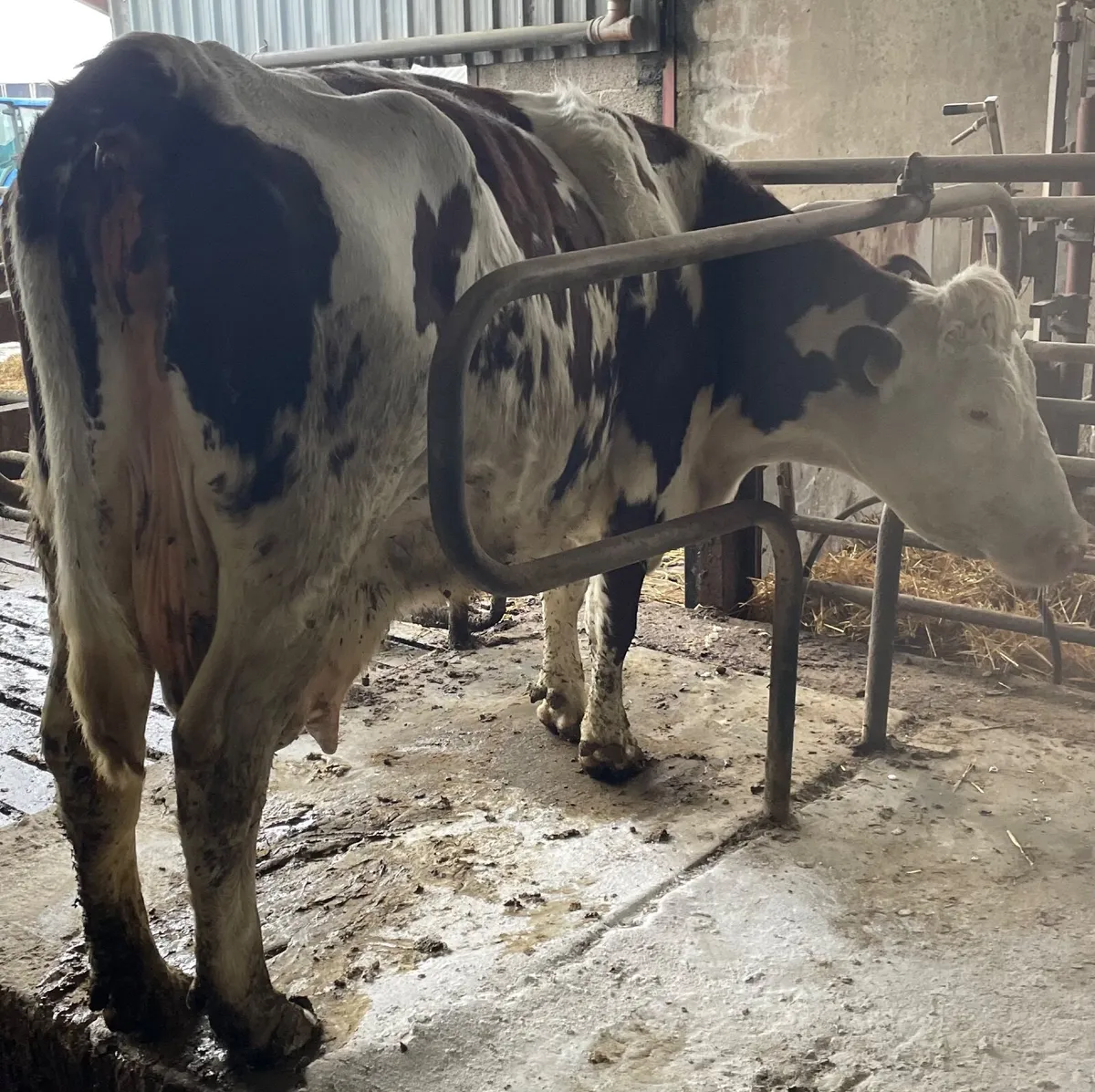 Suckler Cows - Image 3