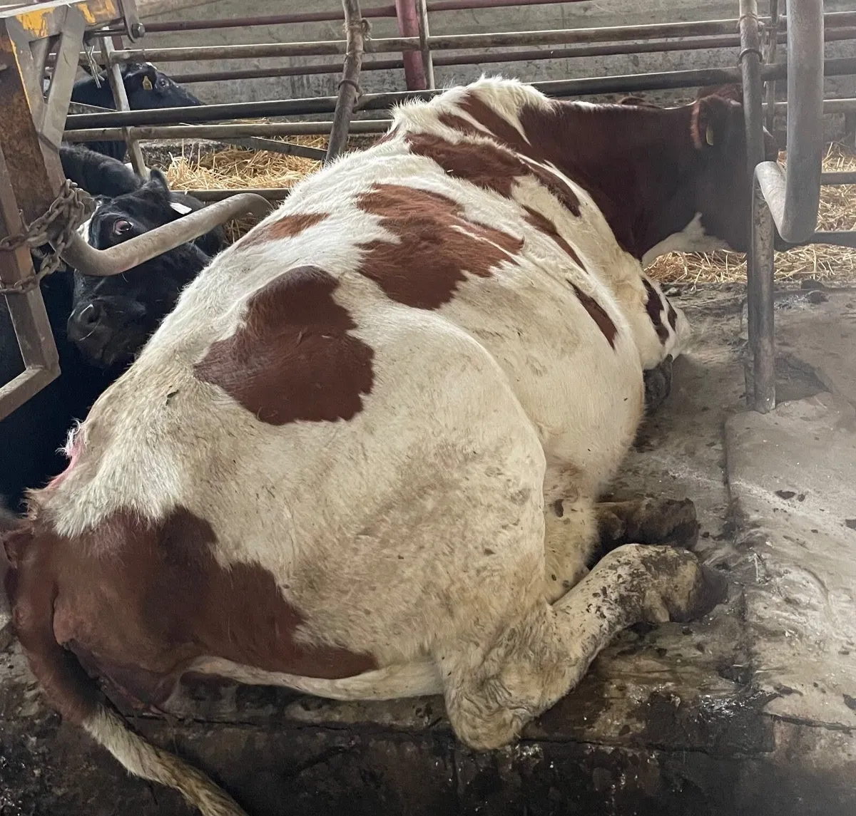 Suckler Cows - Image 2