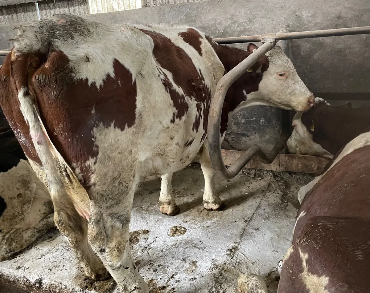 Suckler Cows - Image 4