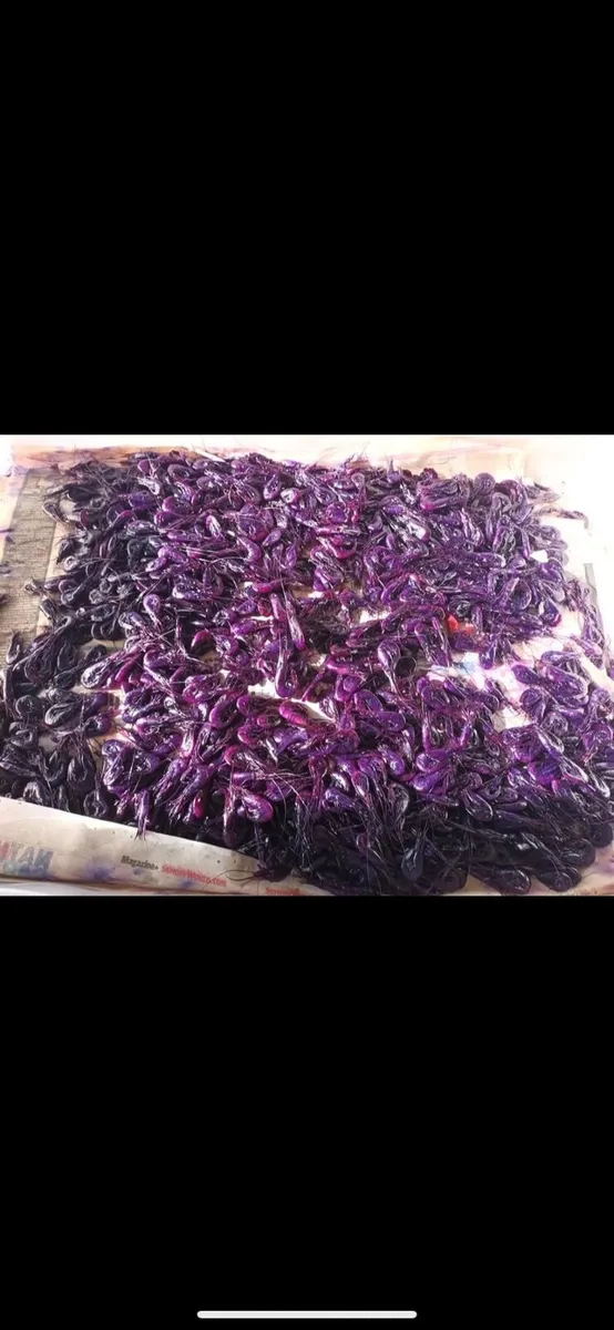 Prawns for salmon fishing - Image 1